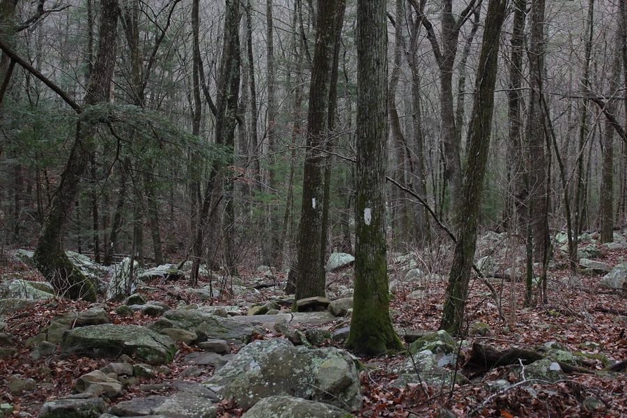 Hiking Laurel-Snow