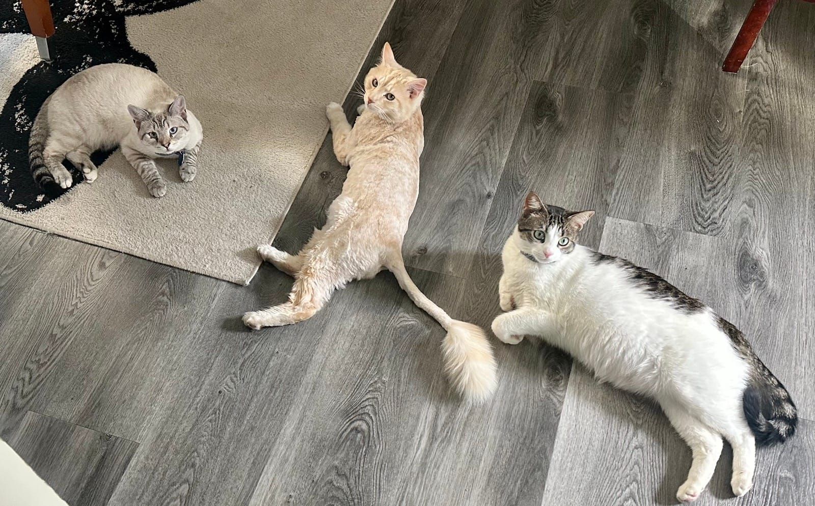 Three cats on a wooden floor and beige carpet looking up at the camera. From left to right: a gray tabby cat, a cream-colored cat in a stretching pose, and a white cat with brown and black markings.