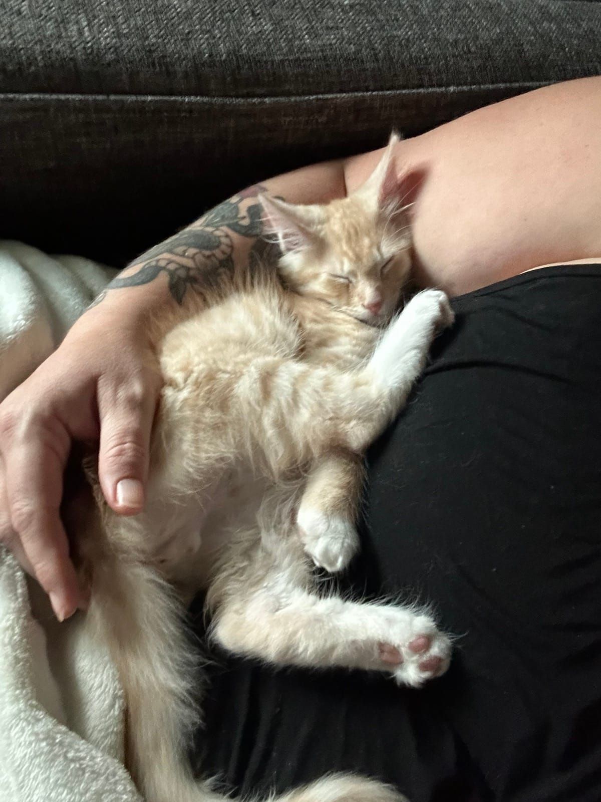 Kitten Mac sleeping in someone's arms on the couch