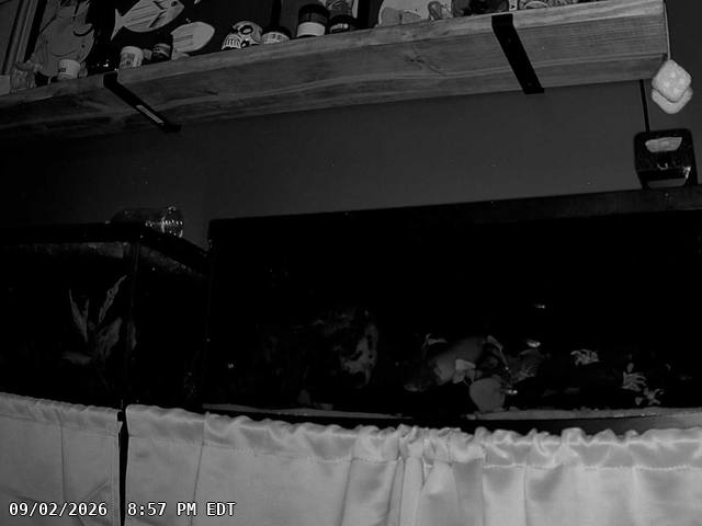 The most recent picture from the camera pointed at the aquariums.