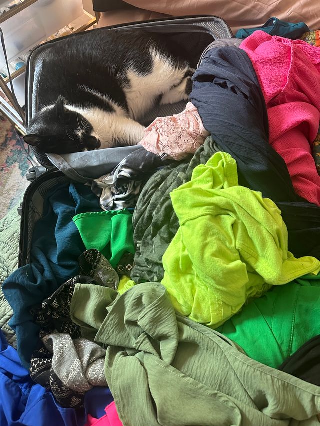 Oliver the tuxedo cat.