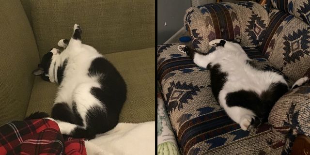 Two photo collage of Oliver the cat laying awkwardly on furniture.