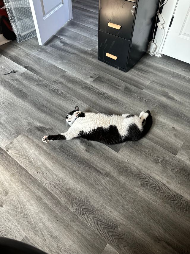 Oliver the tuxedo cat.