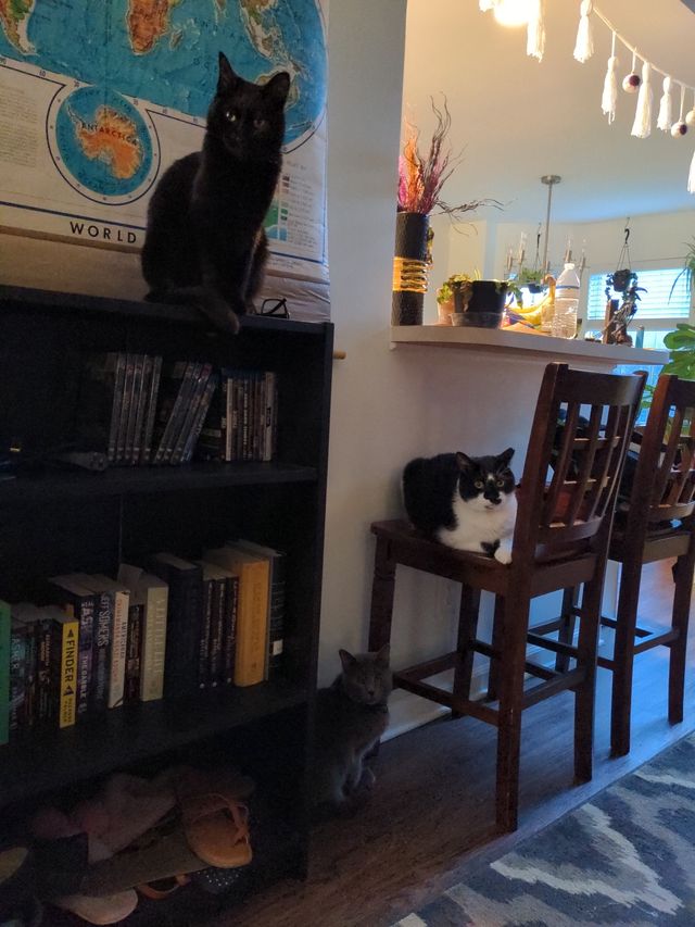 Lily Oliver and Sammie the cats in a rare photo of all three. Lily is on a bookshelf. Oliver is on a chair and Sammie is in the floor.