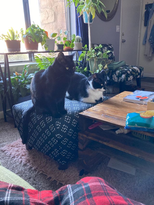 Lily and Oliver the cats sitting on the ottoman.