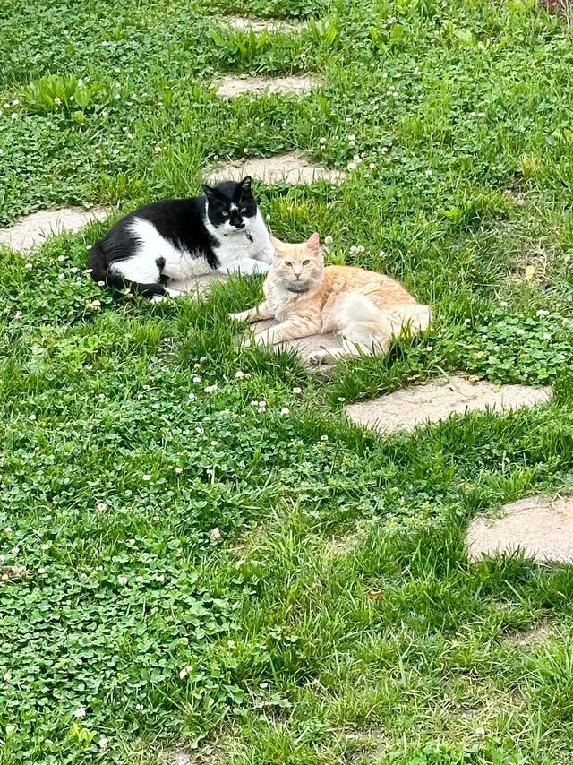 Oliver and Mac the cats laying on the patio stones in the back yard.