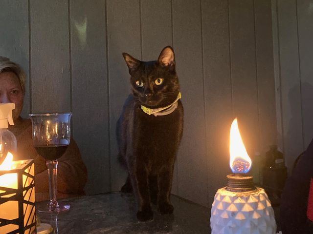 Photo of Lily on the back patio with an oil lamp flame