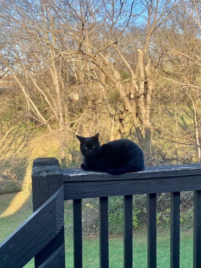 Lily the black cat sits on the back porch rail in the afternoon with a mad look on her face.