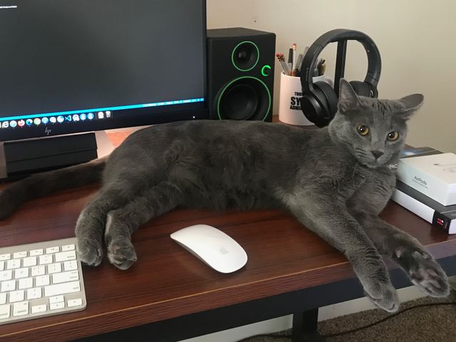 Photo of Sammie laying on my desk