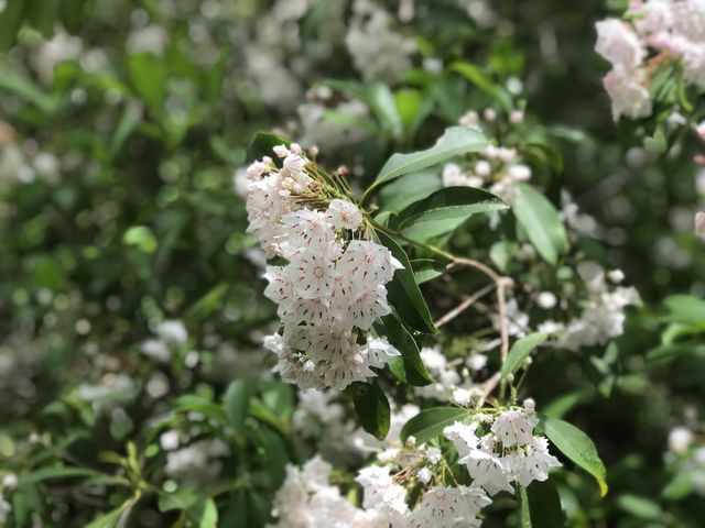 Small white flowers. Mountain laurels.