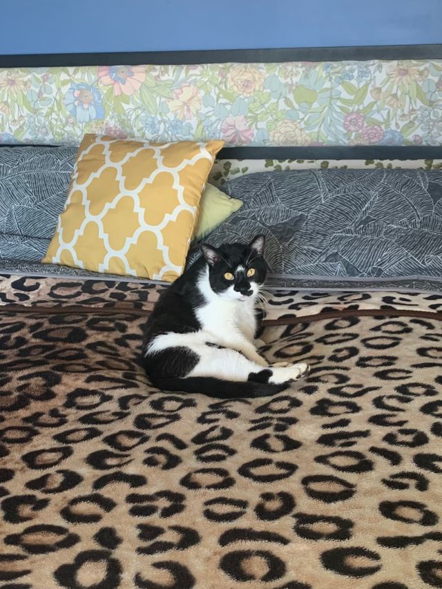 Oliver the tuxedo cat.