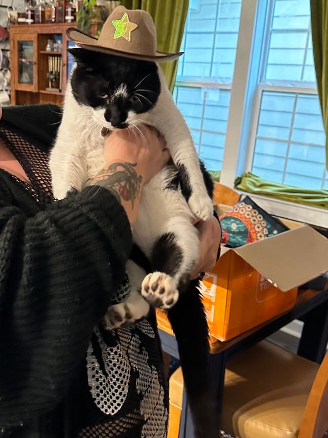 Oliver the tuxedo cat.