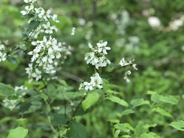 Mountain laurel.