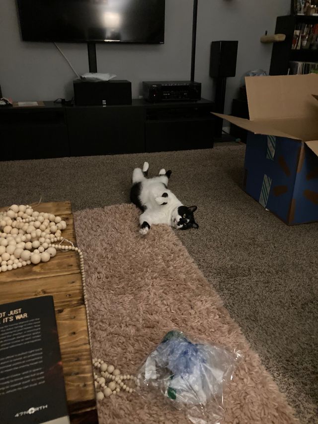 Oliver the black and white kitty laying on his back in a classic Oliver pose.