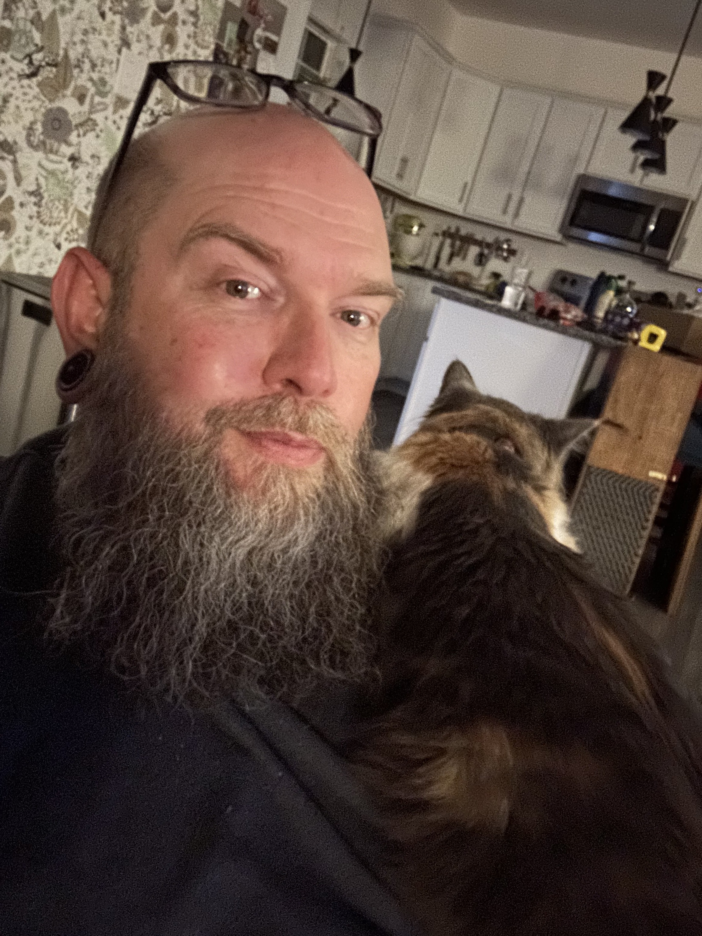 Polly the long haired calico kitten lays on Mikes shoulder facing away from the camera. 