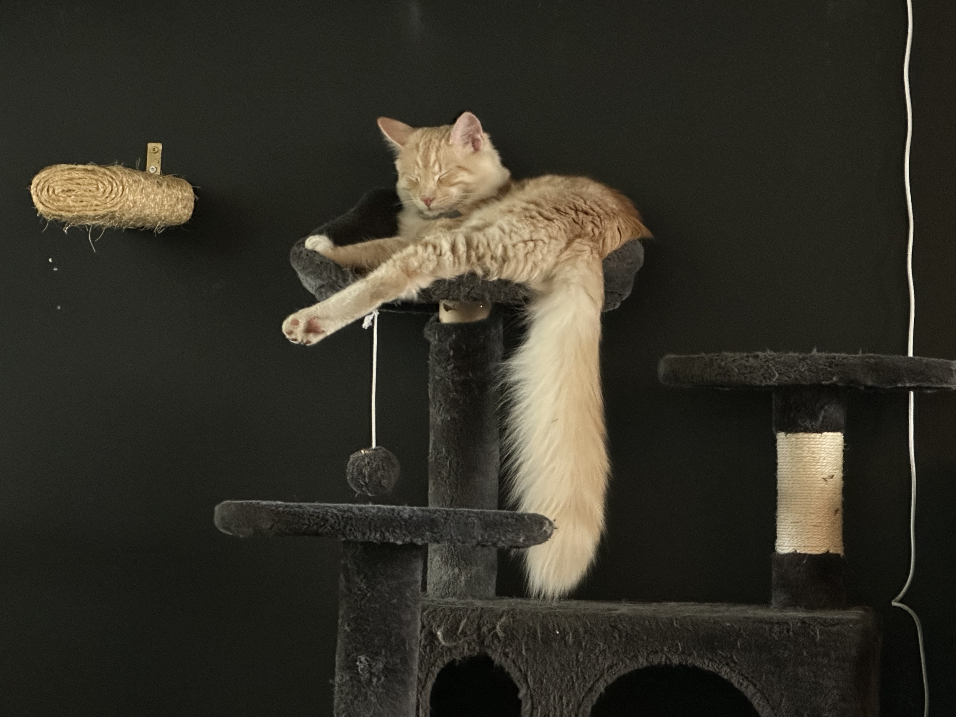 Mac the orange kitten lies atop his cat tree taking a nap. 