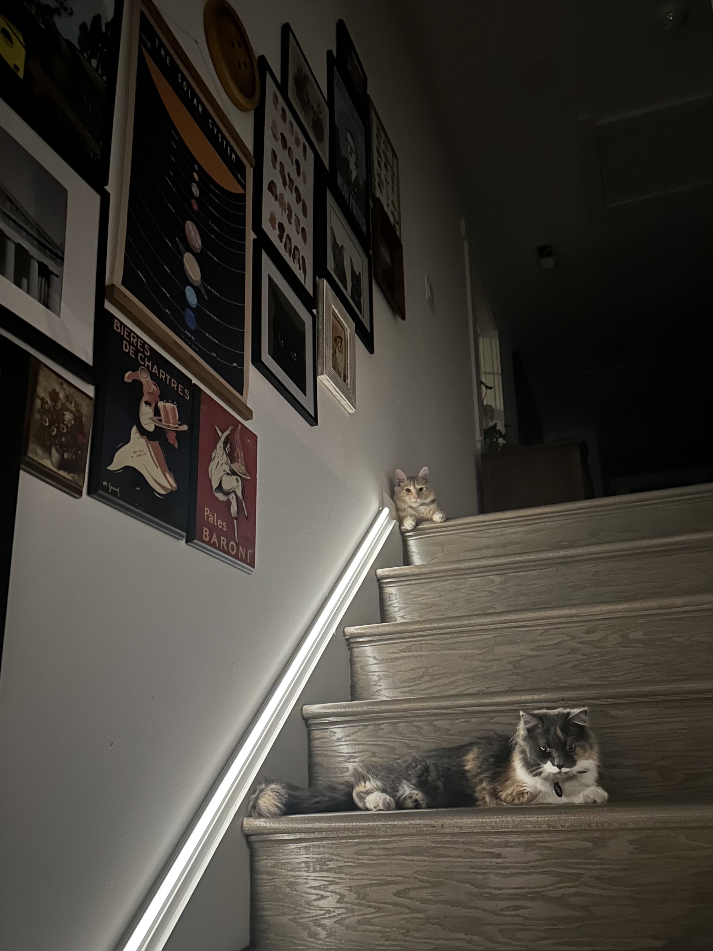Mac the yellow tabby Polly the long hair calico sit on the stairs in the dark. A led strip light provides some illumination. 