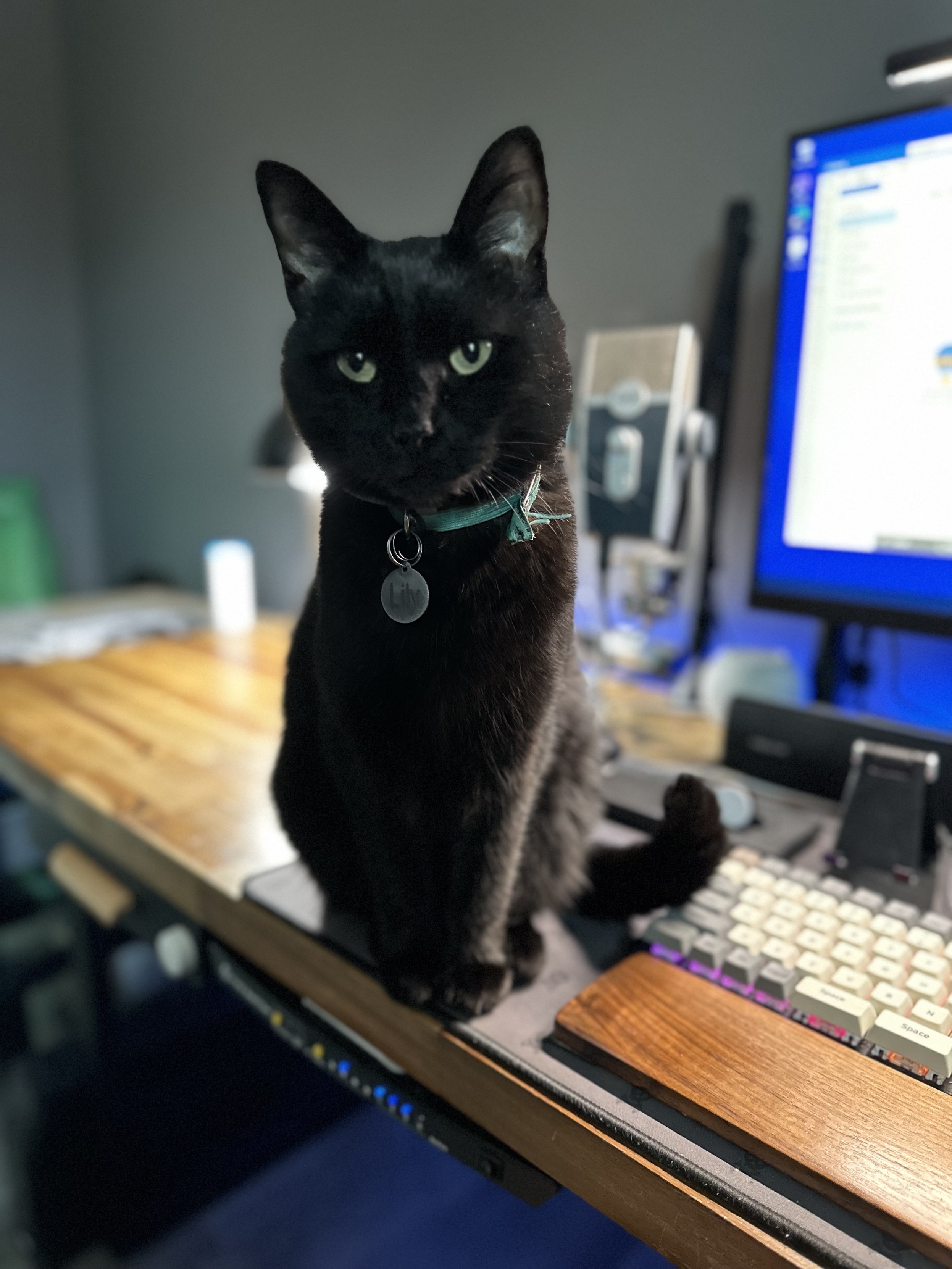 Lily the black kitty sits on the desk. 