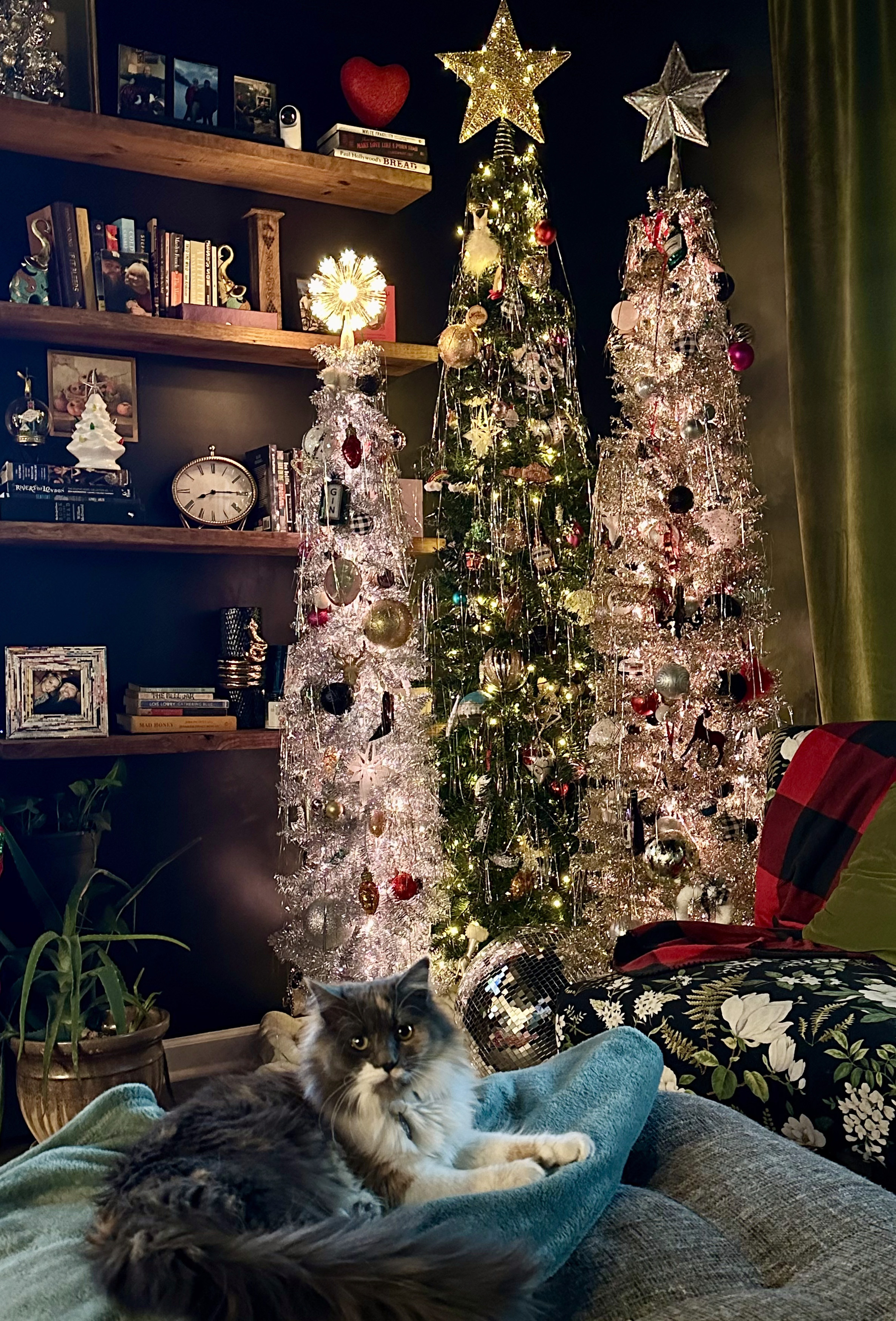Polly, the calico long-haired kitten, is posing in front of our three Christmas trees.