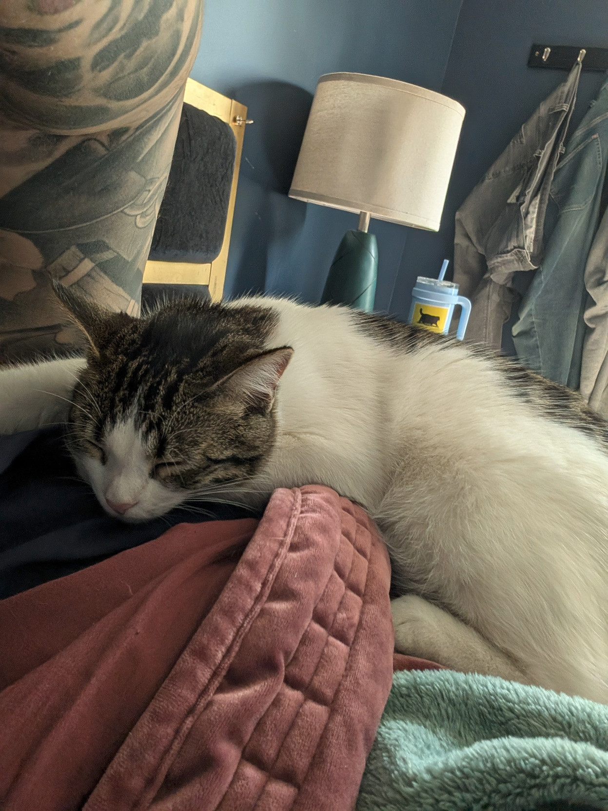 Linus the kitten sleep on Michael's side while they both take a mid afternoon nap.